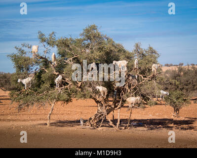 Tamri goats climing on argan trees  in Morocco, Africa. Argan Oil is produced by using the seeds of the trees and is used for skin care, cosmetics and Stock Photo