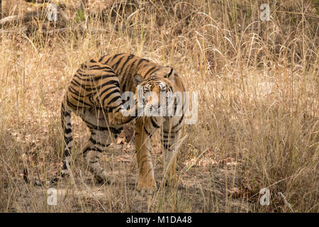 Wild, two year old cub, juvenile Bengal Tiger, Panthera tigris tigris, scratching with hind leg, Bandhavgarh National Park,Tala, Madhya Pradesh, India Stock Photo