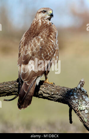 Buzzard (Buteo buteo) perched on a log Stock Photo