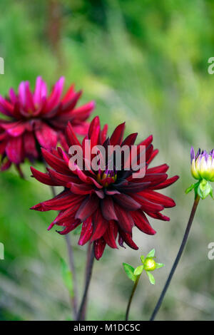 dahlia chat noir,dahlias,dark,purple,almost black,flower,flowers,flowering,perennial,RM Floral Stock Photo