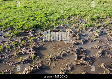 waterlogged flooded muddy sports pitch field garden lawn Stock Photo