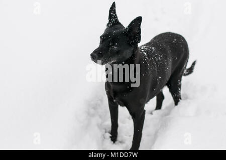 black dog out in the snow with snowflakes on the body Stock Photo