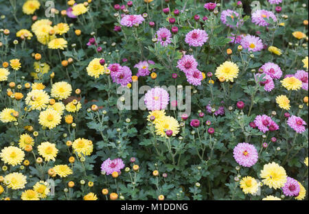 Chrysanthemum 'Nantyderry Sunshine' and Chrysanthemum 'Mei Kyo' flowers. Stock Photo