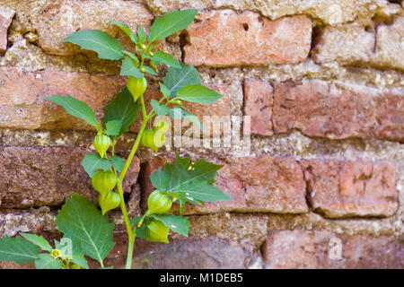 Cardiospermum halicacabum plant Chinese lantern creeper with bricks background Stock Photo