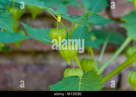 Cardiospermum halicacabum plant Chinese lantern creeper with bricks background Stock Photo