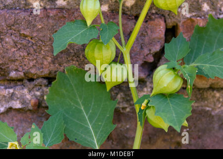 Cardiospermum halicacabum plant Chinese lantern creeper with bricks background Stock Photo