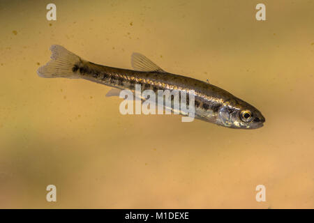 Eurasian minnow (Phoxinus phoxinus) is a small species of freshwater fish in the carp family Cyprinidae. Swimming in in water of river. Stock Photo