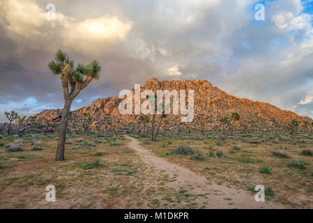 Desert landscape captured just prior to sunset. Joshua Tree National Park, California, USA. Stock Photo