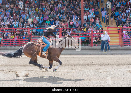 Horse and rider race to the finish line at a barrel racing competition during the 90th Williams Lake Stampede. Stock Photo