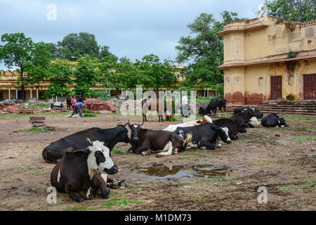 Jaipur, India - Jul 27, 2015. Holy cows on street in Jaipur, India. Jaipur is the capital and the largest city of the Indian state of Rajasthan in Wes Stock Photo