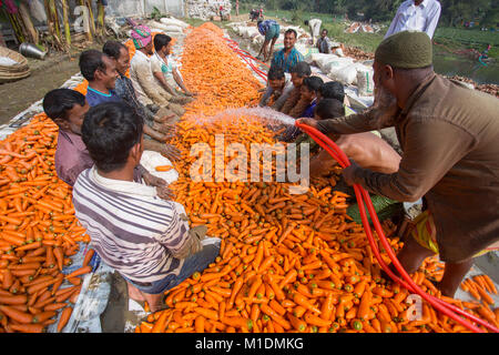 Bangladeshi farmers use their strong hand to clean fresh carrots after harvest at Savar, Bangladesh. Stock Photo