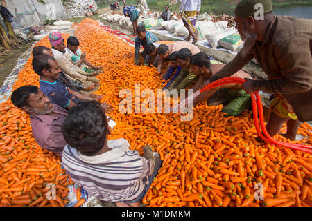 Bangladeshi farmers use their strong hand to clean fresh carrots after harvest at Savar, Bangladesh. Stock Photo