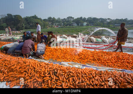 Bangladeshi farmers use their strong hand to clean fresh carrots after harvest at Savar, Bangladesh. Stock Photo