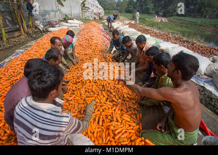 Bangladeshi farmers use their strong hand to clean fresh carrots after harvest at Savar, Bangladesh. Stock Photo