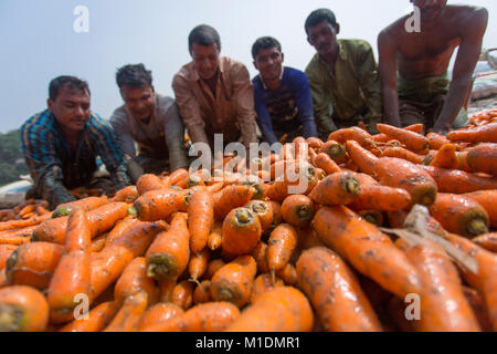 Bangladeshi farmers use their strong hand to clean fresh carrots after harvest at Savar, Bangladesh. Stock Photo