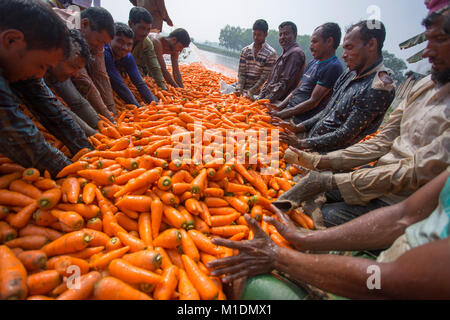 Bangladeshi farmers use their strong hand to clean fresh carrots after harvest at Savar, Bangladesh. Stock Photo