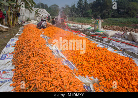 Bangladeshi farmers use their strong hand to clean fresh carrots after harvest at Savar, Bangladesh. Stock Photo