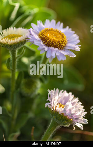 Seaside daisies bloom in early spring along the shoreline at Monterey