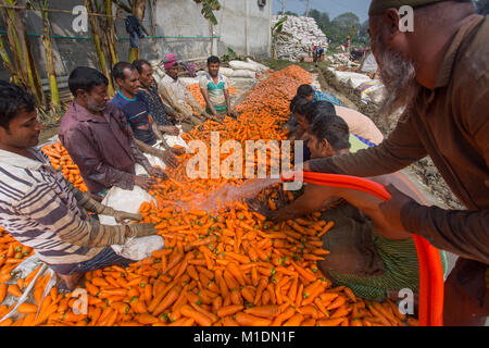 Bangladeshi farmers use their strong hand to clean fresh carrots after harvest at Savar, Bangladesh. Stock Photo