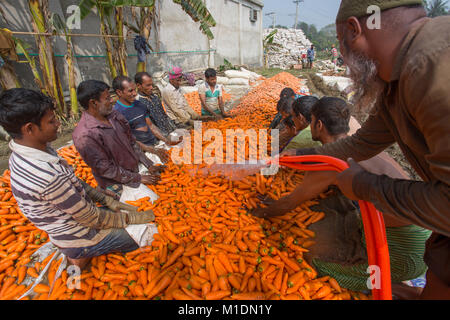 Bangladeshi farmers use their strong hand to clean fresh carrots after harvest at Savar, Bangladesh. Stock Photo