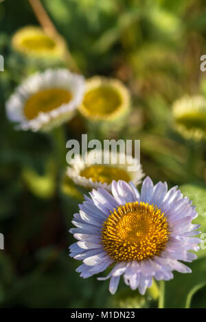 Seaside daisies bloom in early spring along the shoreline at Monterey
