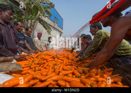 Bangladeshi farmers use their strong hand to clean fresh carrots after harvest at Savar, Bangladesh. Stock Photo