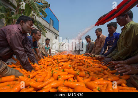 Bangladeshi farmers use their strong hand to clean fresh carrots after harvest at Savar, Bangladesh. Stock Photo