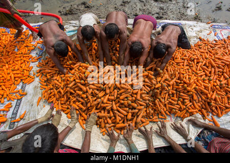 Bangladeshi farmers use their strong hand to clean fresh carrots after harvest at Savar, Bangladesh. Stock Photo