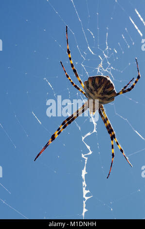 Female Lobed Argiope spider (Argiope lobata) in a dorsal view perspective hanging on its web against a clear bright blue sky. White zig-zag stabilimen Stock Photo