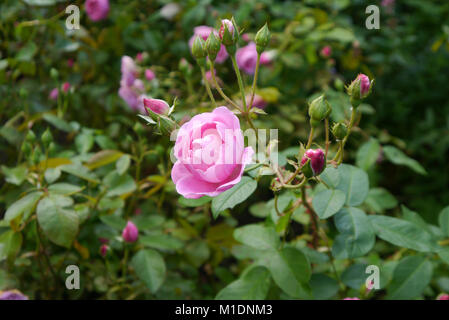 A Single Pink Double Rose Flower (Harlow Carr) Aushouse Grown at at RHS Garden, Harlow Carr, Harrogate, Yorkshire. UK. Stock Photo