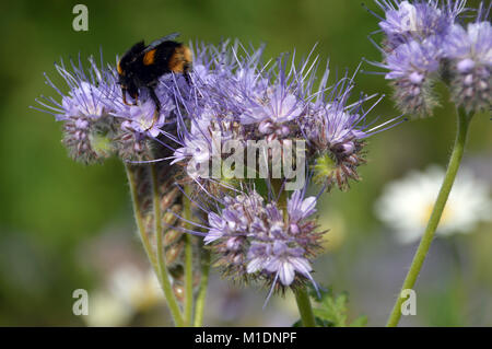 Buff-tailed bumblebee on Green Manure (Phacelia tanacetifolia) Flowers Grown in a Field to Fertilise it at RHS Garden, Harlow Carr, Harrogate, Stock Photo