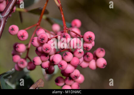 Bunches of Pink Berries of the Sorbus Pseudo Hupehensis (Pink Pagoda) Tree at RHS Garden, Harlow Carr, Harrogate, Yorkshire. UK. Stock Photo