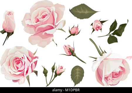 Realistic Roses Vector Clip Art set of 11 elements Pink Flower image Stock Vector