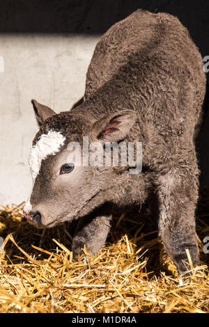 Young calves are always watching you in their first days of life. Stock Photo