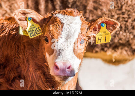 Young calves are always watching you in their first days of life. Stock Photo