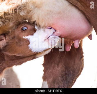 Young calves are always watching you in their first days of life, even whilst they are feeding Stock Photo