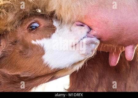 Young calves are always watching you in their first days of life, even whilst they are feeding Stock Photo