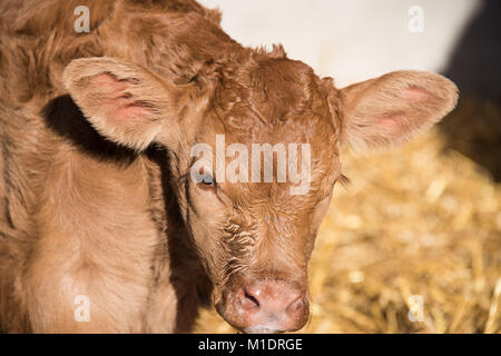 Young calves are always watching you in their first days of life. Stock Photo