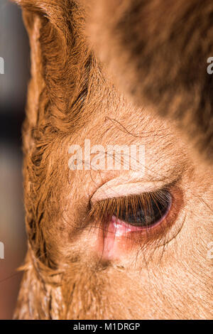 Young calves are always watching you in their first days of life. Stock Photo