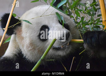 Close up of giant panda (Ailuropoda melanoleuca) eating bamboo. Stock Photo