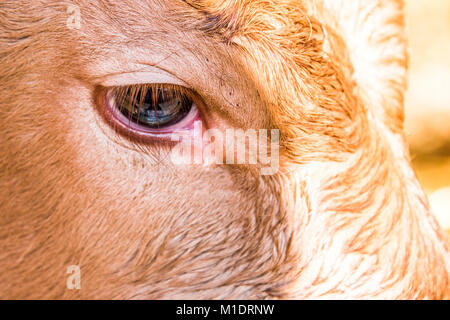 Young calves are always watching you in their first days of life. Stock Photo