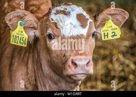 Young calves are always watching you in their first days of life. Stock Photo