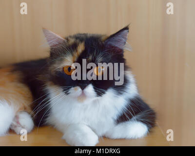 White and brown cat with marking on nose and mouth resting on wooden table with wooden background Stock Photo