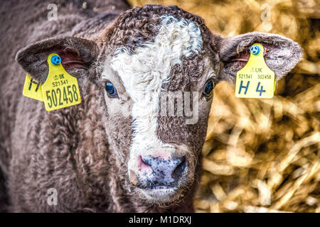 Young calves are always watching you in their first days of life. Stock Photo