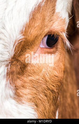 Young calves are always watching you in their first days of life. Stock Photo