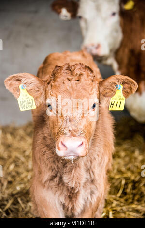 Young calves are always watching you in their first days of life. Stock Photo