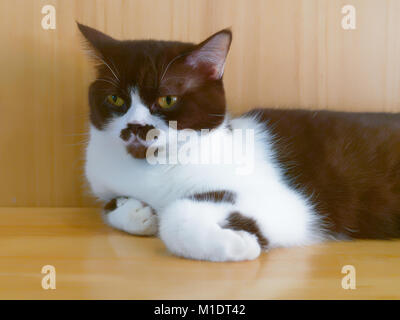 White and brown cat with marking on nose and mouth resting on wooden table with wooden background Stock Photo