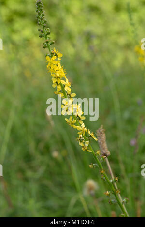 Agrimony, Agrimonia eupatoria Stock Photo