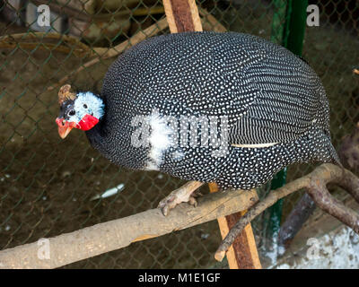 Guinea fowl common in the aviary of the zoo of the city of Alushta Stock Photo