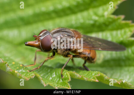 Snout nosed Hoverfly (Rhingia campestris) resting on a bramble leaf. Thurles, Tipperary, Ireland. Stock Photo